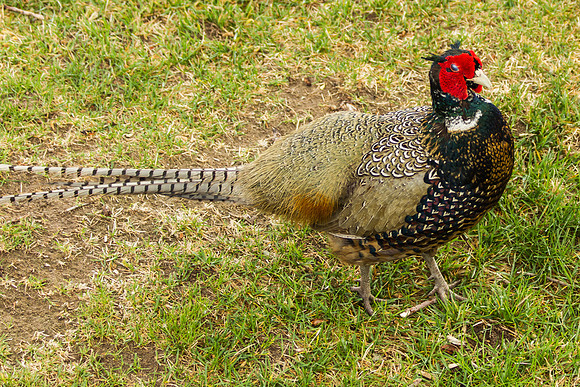 Pheasant-1636