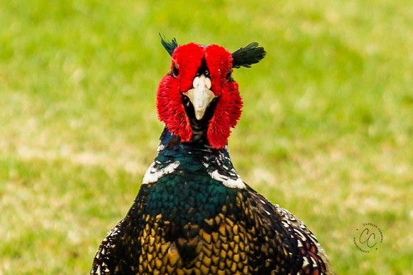 Pheasant-1631