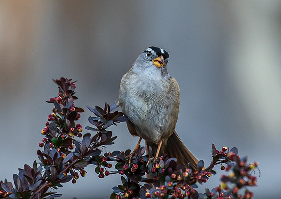Birdie in my backyard April 2021-7154