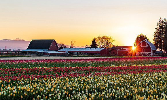 Tulip Town Sunrise Barn and Baker April 2021-7170