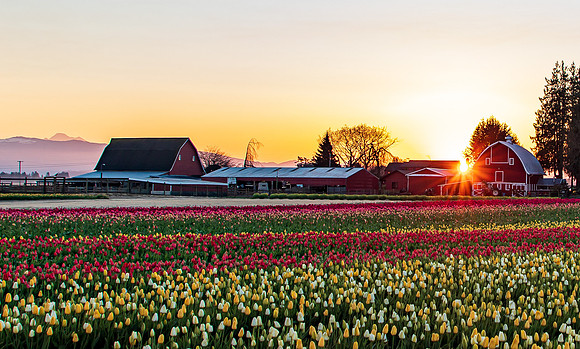 Tulip Town Sunrise Barn and Baker April 2021-7170