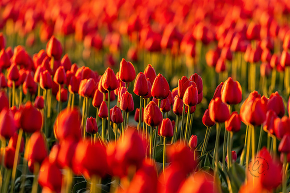 Tulip Town April 2021-7232