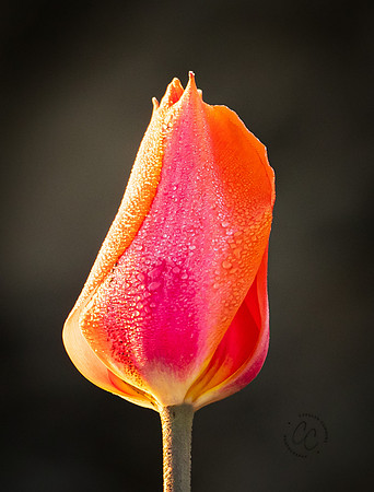 Tulip Town April 2021-7250