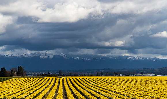 Daffodil Fields in Skagit Valley March 2021-6154