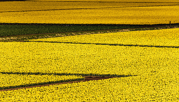 Daffodil Fields in Skagit Valley March 2021-6148