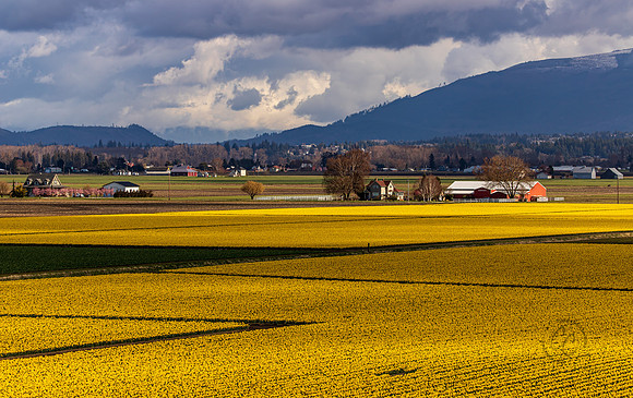 Daffodil Fields in Skagit Valley March 2021-6140