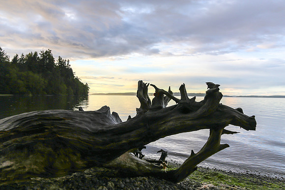 Tolmie State Park June 2017-3571