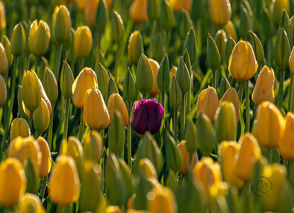 Tulip Town April 2021-7398