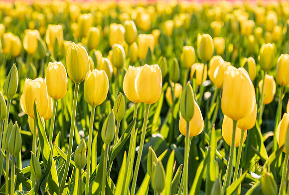 Tulip Town Tulips April 2021-2-4