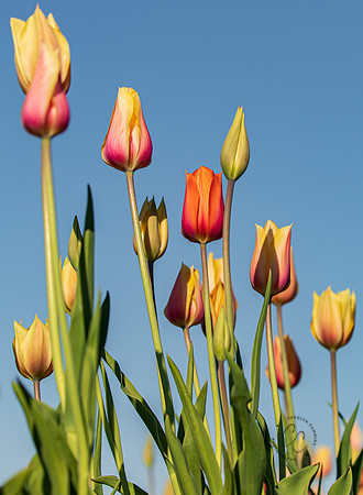Tulip Town Tulips April 2021-2