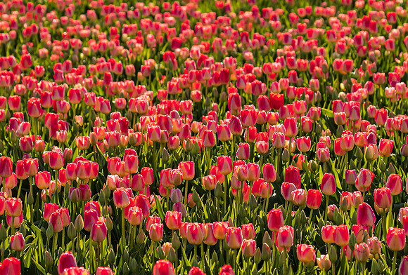 Tulip Town Tulips April 2021-2-5