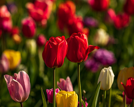 Tulip Town Tulips April 2021-2-7