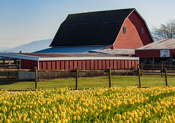 Tulip Town Tulips April 2021-3