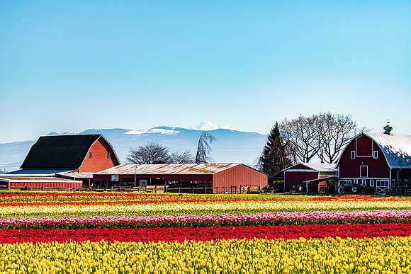 Tulip Town Tulips April 2021-7593