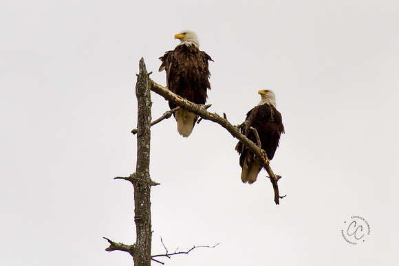 Semiahmoo Eagles-3684