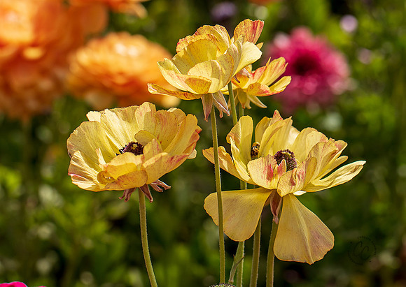 Carlsbad Flower Fields May 2022-0343