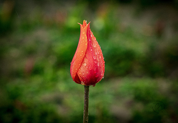 Tulip Town April 2022-9600