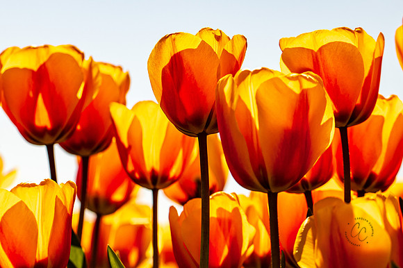 Roozengaarde Tulips April 2021-7728