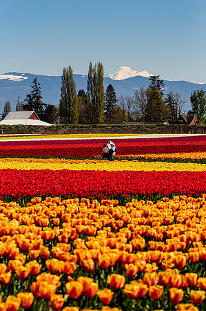 Roozengaarde Tulips April 2021-7709