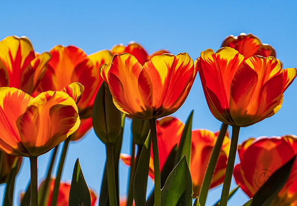 Roozengaarde Tulips April 2021-7740