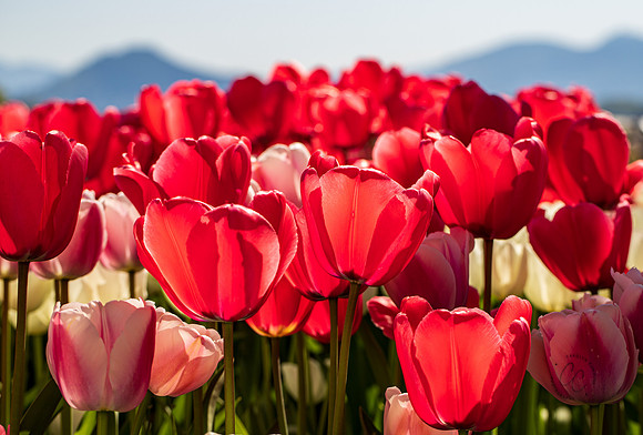 Roozengaarde Tulips April 2021-7787