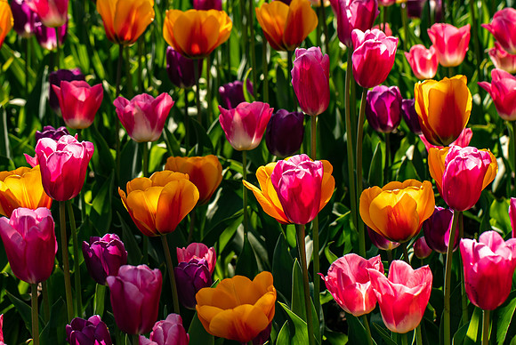 Roozengaarde Tulips April 2021-7808