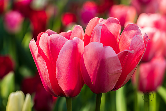 Roozengaarde Tulips April 2021-7838