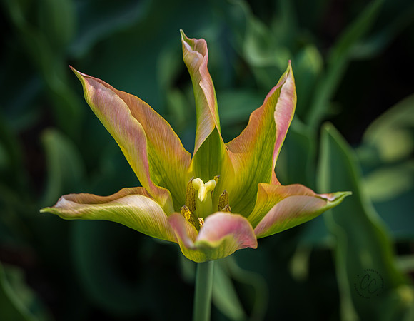 Roozengaarde Tulips April 2021-7849