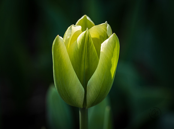 Roozengaarde Tulips April 2021-7850