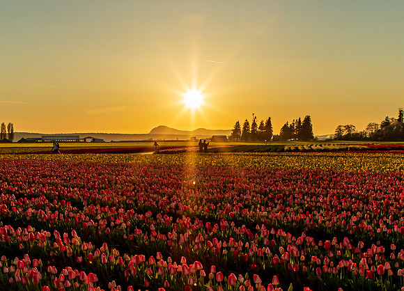 Tulip Town Sunset April 2021-7996