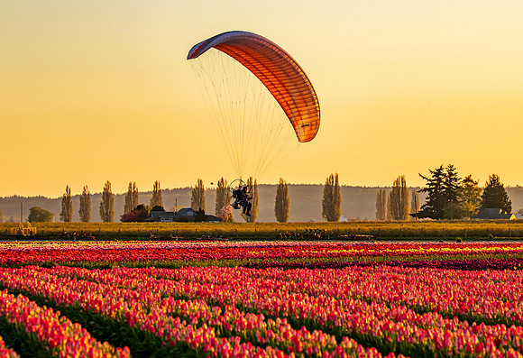 Tulip Town Sunset April 2021-8026