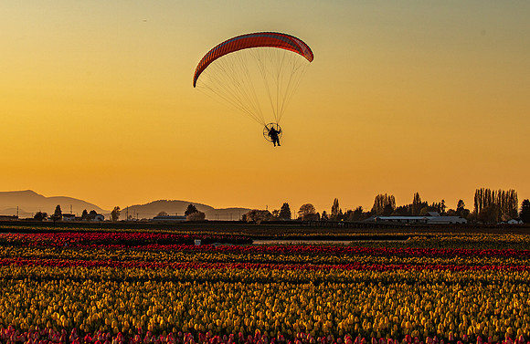 Tulip Town Sunset April 2021-8039