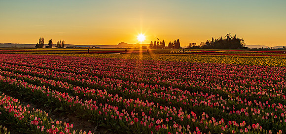 Tulip Town Sunset April 2021-8047