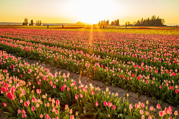 Tulip Town Sunset April 2021-8049