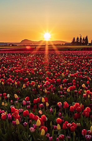 Tulip Town Sunset April 2021-8058