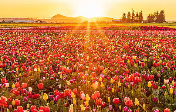 Tulip Town Sunset April 2021-8069
