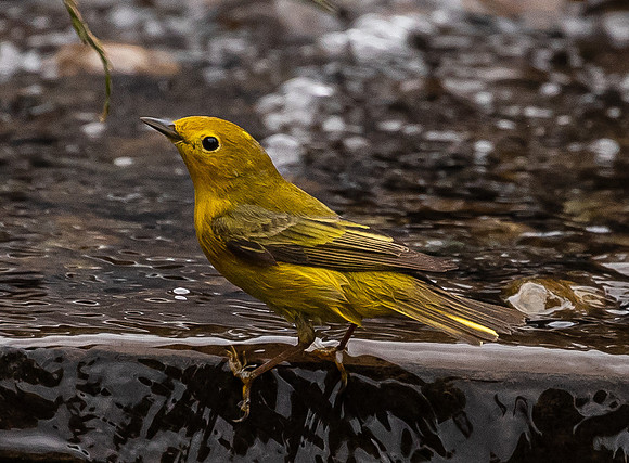 Yellow Finches in water feature May 2021-8883