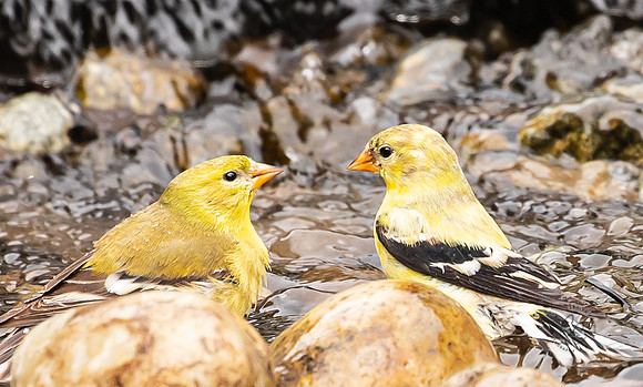 Yellow Finches in water feature May 2021-9021