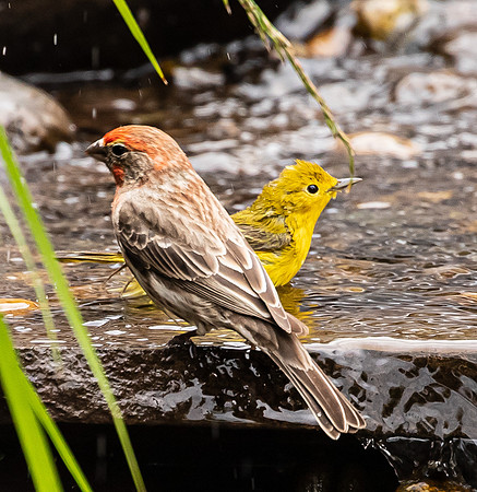 Yellow Finches in water feature May 2021-8916