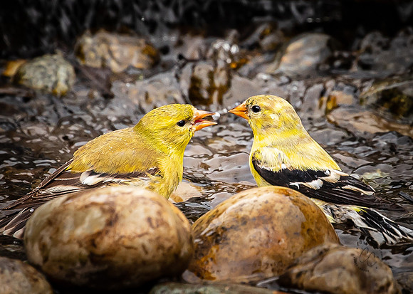 Yellow Finches in water feature May 2021-9017