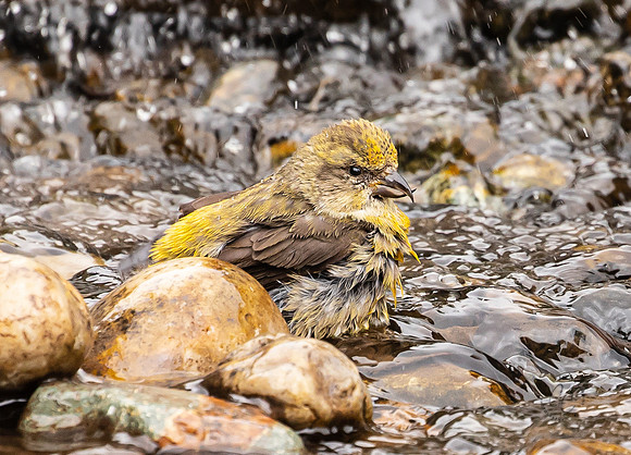 Crossbilled finch in water feature May 2021-8976