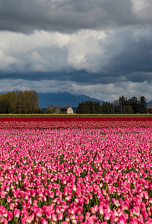 Roozengaarde Tulips April 2022-9981