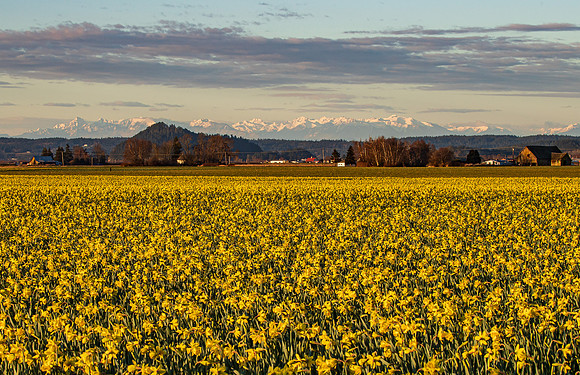 Skagit Valley Daffodil Fields March 2022-8558