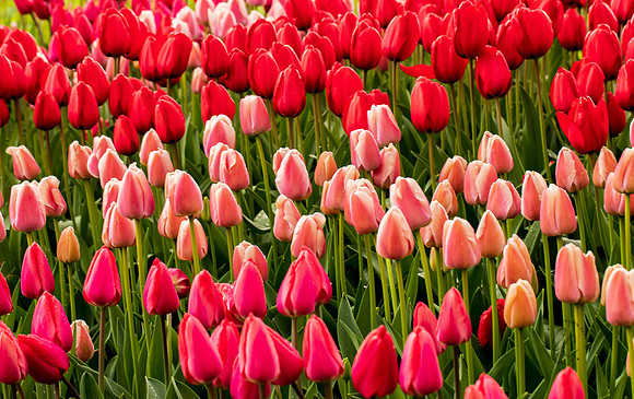 Roozengaarde Tulips April 2022-9855