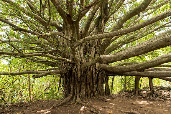 Maui March 2018-4961