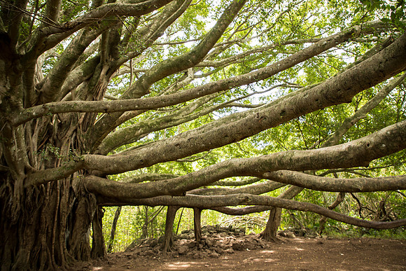 Maui March 2018-4962