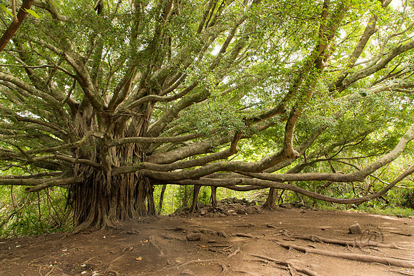 Maui March 2018-5045