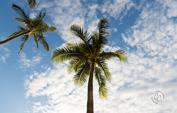 Maui March 2018-5447