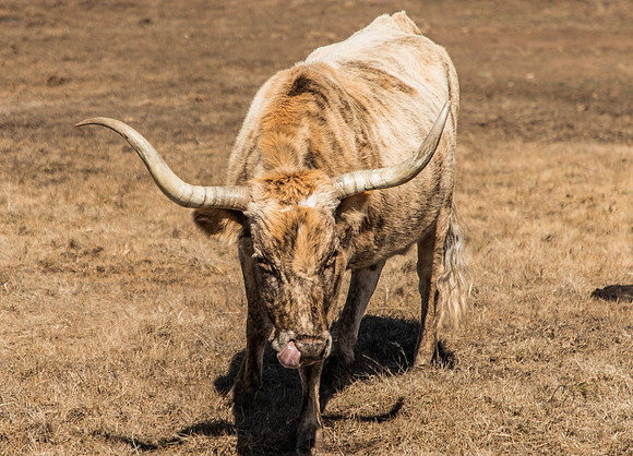 Ft. Sill, OK Feb 2018-4803