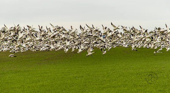 Snow Geese at Fir Island April 2018-6535